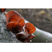 Мицелий Муэра / Древесное ухо (Auricularia auricula)