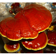 Мицелий Рейши / Трутовик лакированный (Ganoderma lucidum) Мицелий Рейши / Трутовик лакированный (Ganoderma lucidum)
