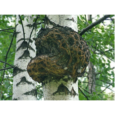 Мицелий Чаги / Березовый гриб (Inonotus obliquus) Мицелий Чаги / Березовый гриб (Inonotus obliquus)