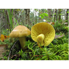 Мицелий Зеленушки / Рядовка зеленая (Tricholoma equestre)