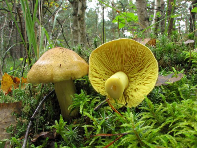 Мицелий Зеленушки / Рядовка зеленая (Tricholoma equestre)