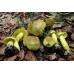 Мицелий Зеленушки / Рядовка зеленая (Tricholoma equestre)