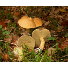 Мицелий Козляка / Решетняк (Suillus bovinus)