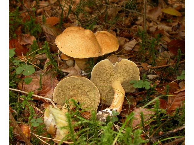 Мицелий Козляка / Решетняк (Suillus bovinus)