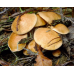 Мицелий Козляка / Решетняк (Suillus bovinus)