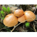 Мицелий Козляка / Решетняк (Suillus bovinus)