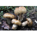 Мицелий Валуя / Бычок (Russula foetens)