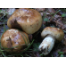 Мицелий Валуя / Бычок (Russula foetens)