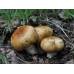 Мицелий Валуя / Бычок (Russula foetens)