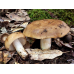 Мицелий Валуя / Бычок (Russula foetens)
