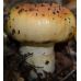 Мицелий Валуя / Бычок (Russula foetens)