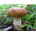 Мицелий Валуя / Бычок (Russula foetens)