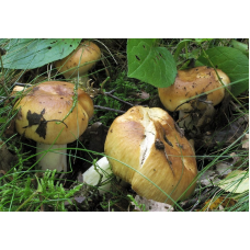 Мицелий Валуя / Бычок (Russula foetens) Мицелий Валуя / Бычок (Russula foetens)