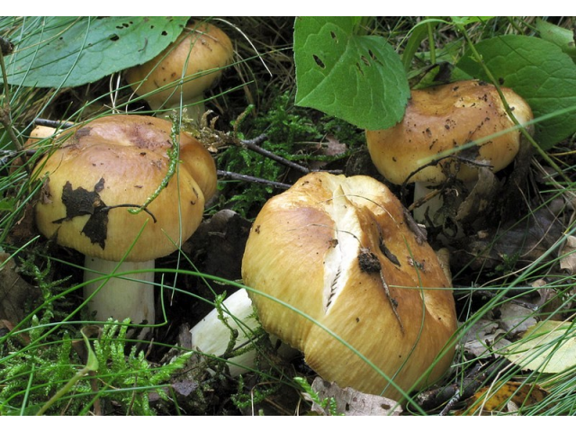 Мицелий Валуя / Бычок (Russula foetens)